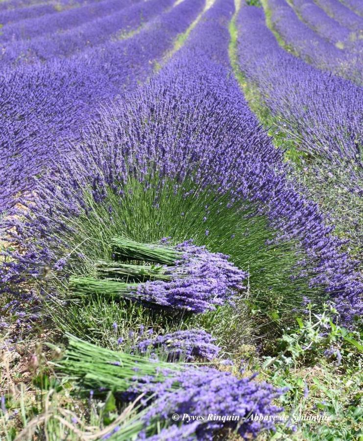 Entre Ventoux Et Luberon Chambre D'Hote Sault Extérieur photo